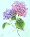 Dsc00036.jpg (59348 bytes)