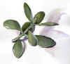 JBarthelemyH2OLeaves.jpg (6683 bytes)