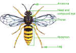anatomy.jpg (69271 bytes)