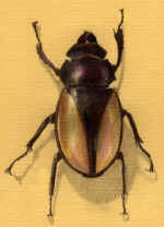 bison-stag-beetle.jpg (68475 bytes)
