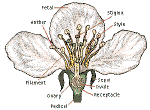 floweranatomy.gif (11821 bytes)