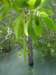 mg132_small.jpg